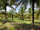2 Acre Coconut Land for Sale in Anamaduwa