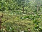 2 Acre Land for Sale Monaragala