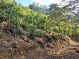 2 Acres 64 Perches Cinnamon Land for Sale in Yakkalamulla, Galle
