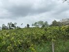 2 Acres Cinnamon Land for Sale Kurundugahahetekma