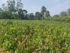 2 Acres Cinnamon Land for Sale Kurundugahahetekma