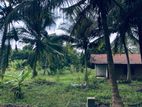 2 Acres Coconut Land for Sale Anamaduwa