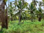 2 Acres Coconut Land for Sale Binggiriya