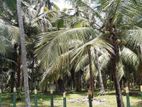 2 Acres Coconut Land for Sale in Kurunagala