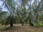 2 Acres Coconut Land for Sale – Randeniya, Mahakeliya, Wariyapola