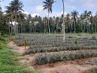 2 Acres Land For Sale In Dankotuwa