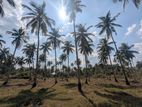 2 Acres land for sale - Wariyapola, Kohanegama