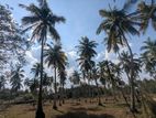 2 Acres Land with Coconut Trees for Sale – Kohanegama, Wariyapola
