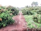 2 Acres Mango Land for sale in Thanamalwila Monaragala