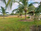 2 Acres Prime Land for Sale Mayilampaveli Batticaloa
