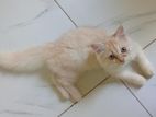 Female Persian Mix British Long Hair Kittens