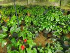 2 Bangkok Anthurium Net House with Mother Plants