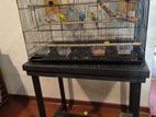 2 Beautiful Budgies with Cage and Stand