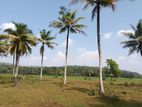 2 Blocks of Beautiful Paddy Field Facing Lands for Sale in Horana.