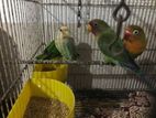 African Love Birds