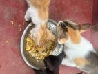 Kittens for Kind Home