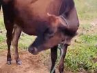 2 cows