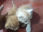 Persian Cross Kittens