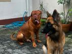2 dogs for kind homes. NO BREEDERS.
