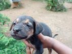 Puppies for Kind Home