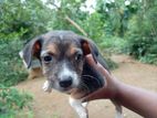 Puppies for Kind Home