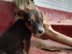 Puppies for Kind Home