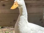 2 Ducks