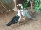 2 Ducks for sale