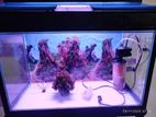 2 Feet Fish Tank