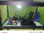 2 Feet Fish Tank