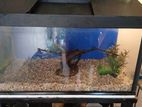 2 feet Fish tank for Sale