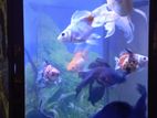 2 Feet Fish Tank Set