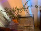 2 Feet Fish Tank