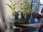 2 Feet Fish Tank with Sump Filter