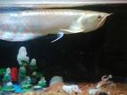 2 Feet Silver Arowana