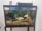 2 Feet Tank with Fishes and Accessories