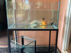 Fish Tank with