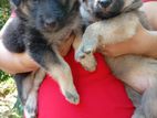 Female German Shepherd Puppies