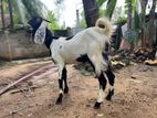 Jamunabari Goat