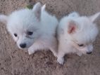 2 Female Pomeranian Puppies