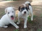 2 Female Puppies for Kind Home