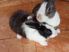 2 Female Rabbit