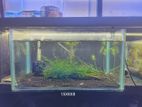 2 Fish Tank
