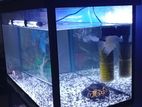 Tank with Fish