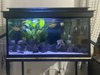 2 Ft Fish Tank