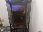 2ft Fish Tank with Gold