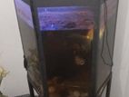 2 Ft. Fish Tank with Stand