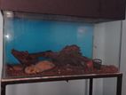 2 Ft Used Fish Tank