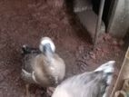 2 Geese පාත්තයින්