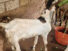 2 Jamunapari Male Goat